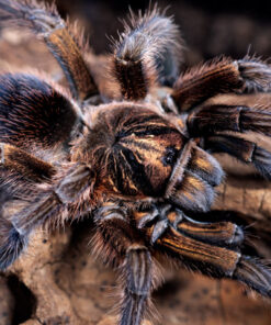 Phormictopus cancerides