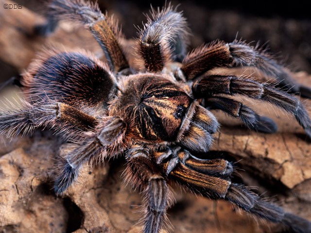 Phormictopus cancerides