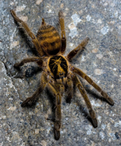 Neoholothele Incei
