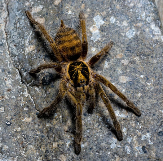 Neoholothele Incei