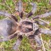 Phormictopus auratus