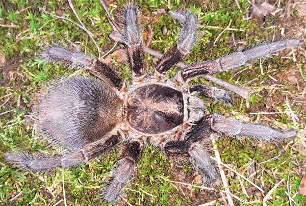 Phormictopus auratus