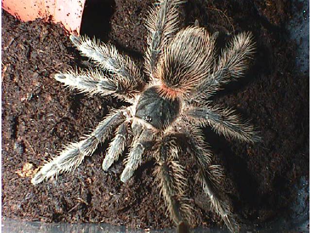 lasiodora striatipes