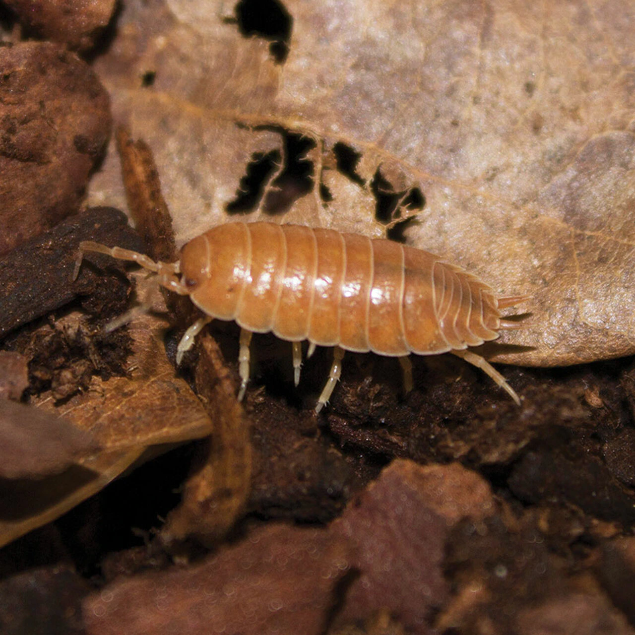 Tropical Orange Woodlice