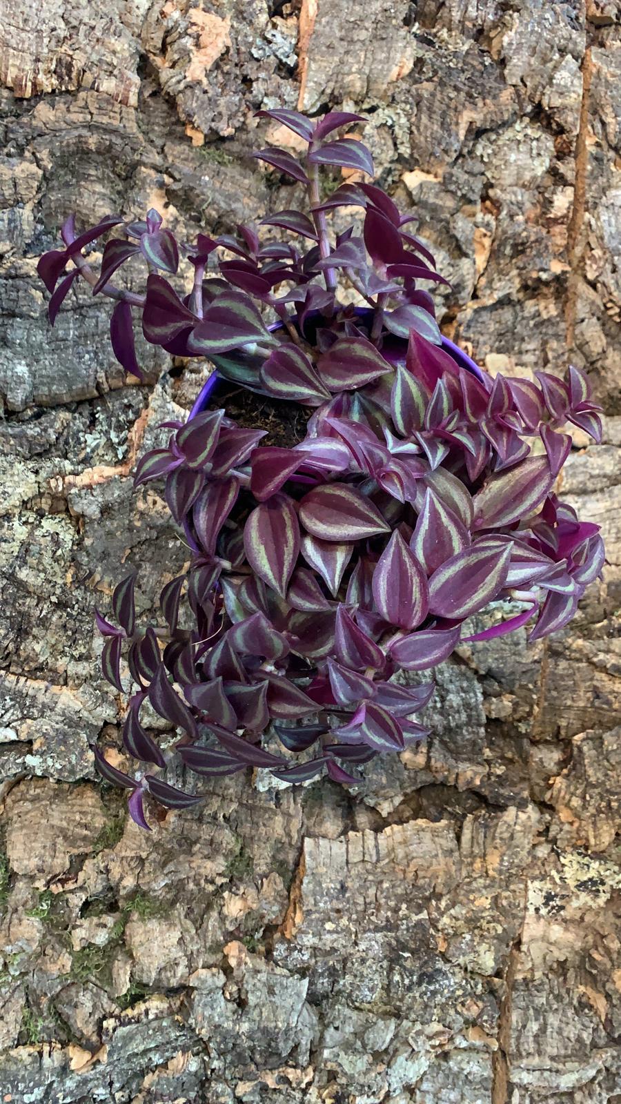 Tradescantia Purple Passion