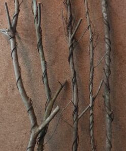Twisted Vine
