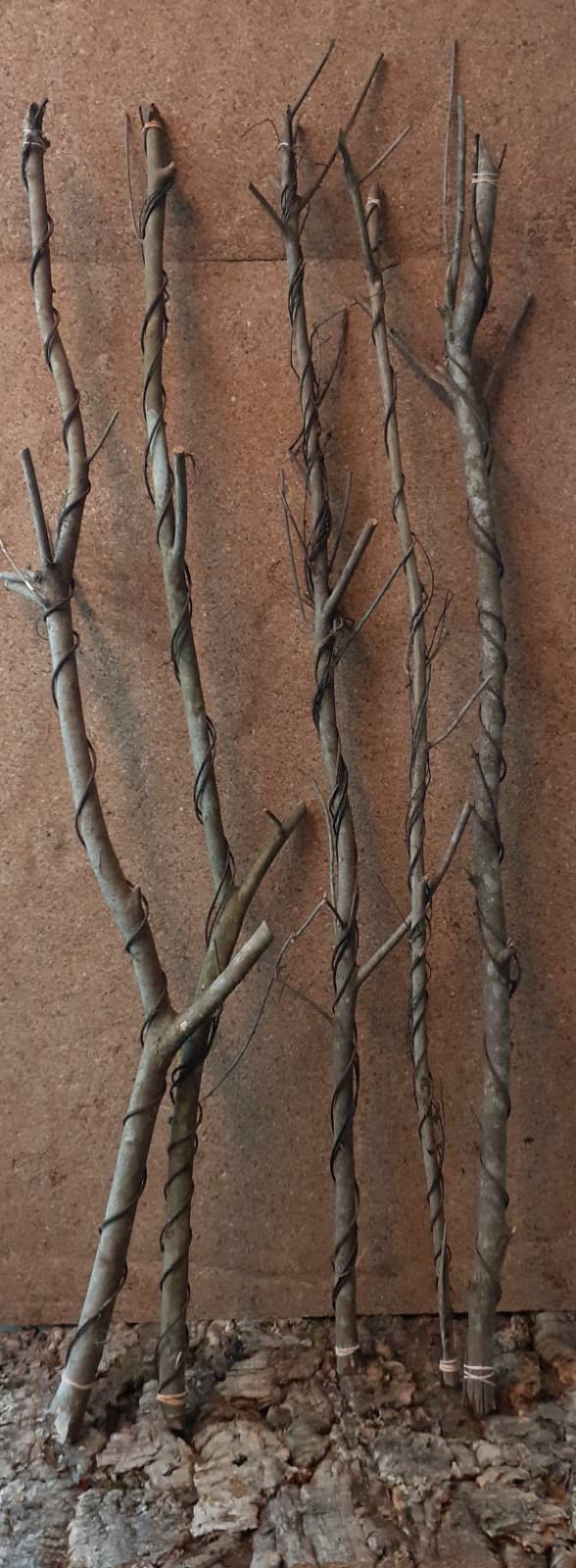 Twisted Vine
