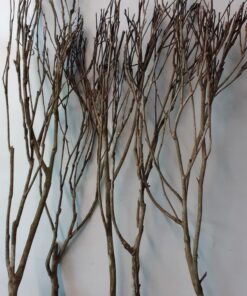 Tea Bush Branch