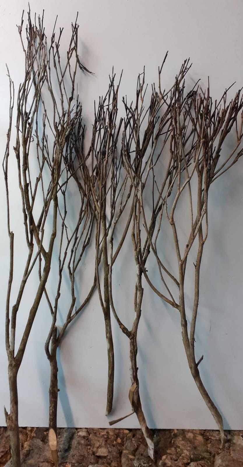 Tea Bush Branch