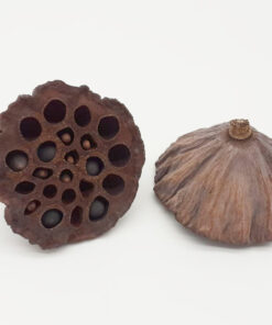 Lotus Pod