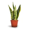 Sansevieria Futura Superba 40cm