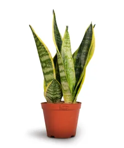 Sansevieria Futura Superba 40cm