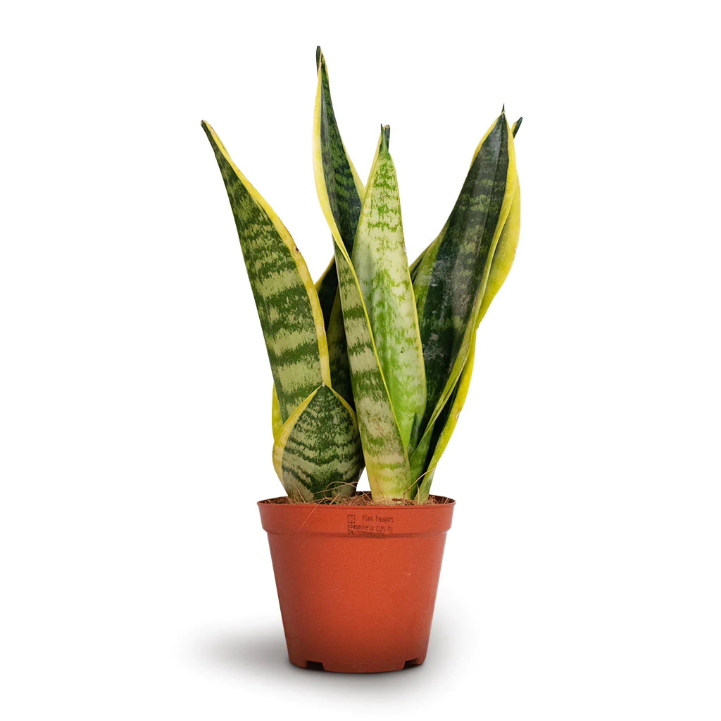 Sansevieria Futura Superba 40cm