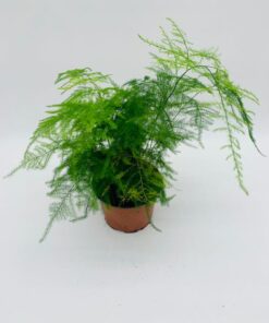 Asparagus Setaceus