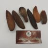 Mahogani Tree Pods