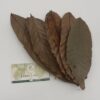 Cocoa Leaves