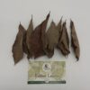 Rubber Leaves