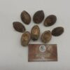 Betel Husk Pods
