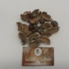 Rubber Tree Pods