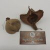 Negombo Tree Pods