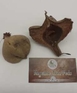 Negombo Tree Pods