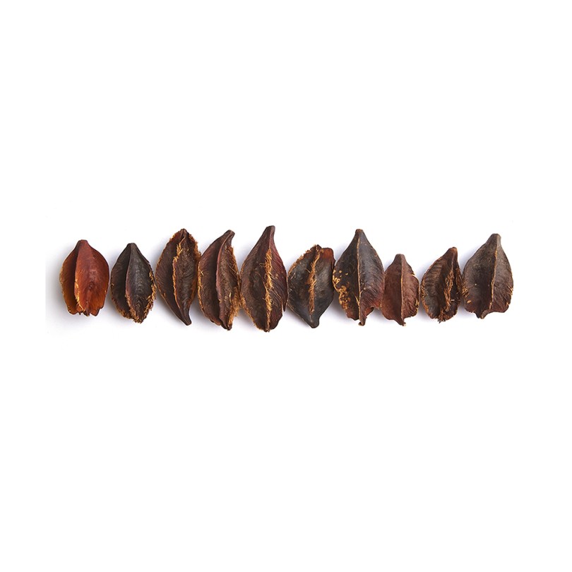 Kumbuk Tree Pod