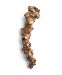 Palmyra Flower Stem