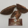 Durian Husk Pods