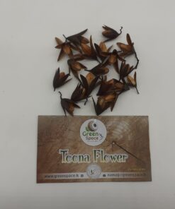 Toona Flowers