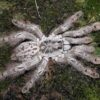 Heteroscodra Maculata