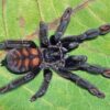Psalmopoeus Irminia