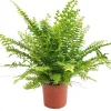 Nephrolepsis Green Moment
