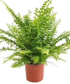 Nephrolepsis Green Moment