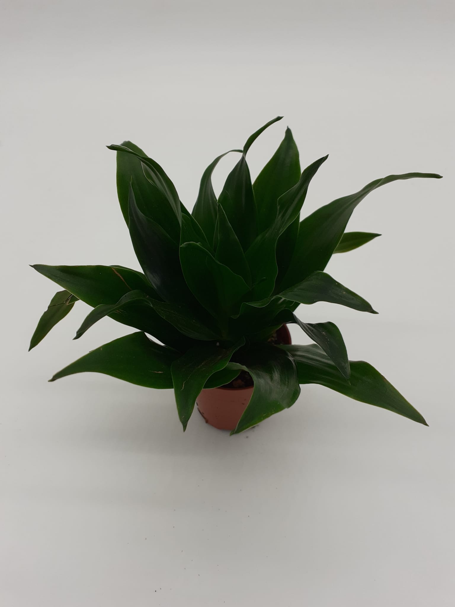 Dracaena Compacta - Medium