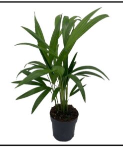 Dypsis Lutescens 50cm - Areca Palm