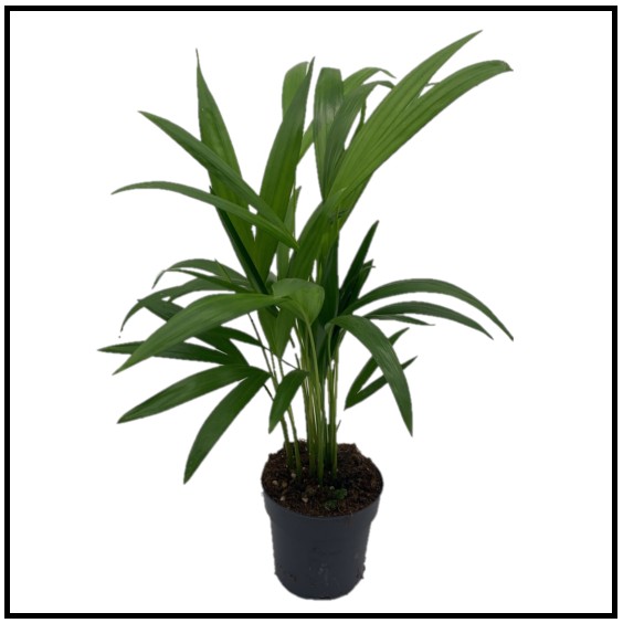 Dypsis Lutescens 50cm - Areca Palm