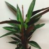 Calathea Stromanthe Stripestar
