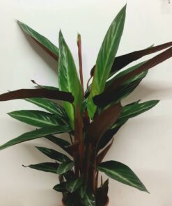 Calathea Stromanthe Stripestar