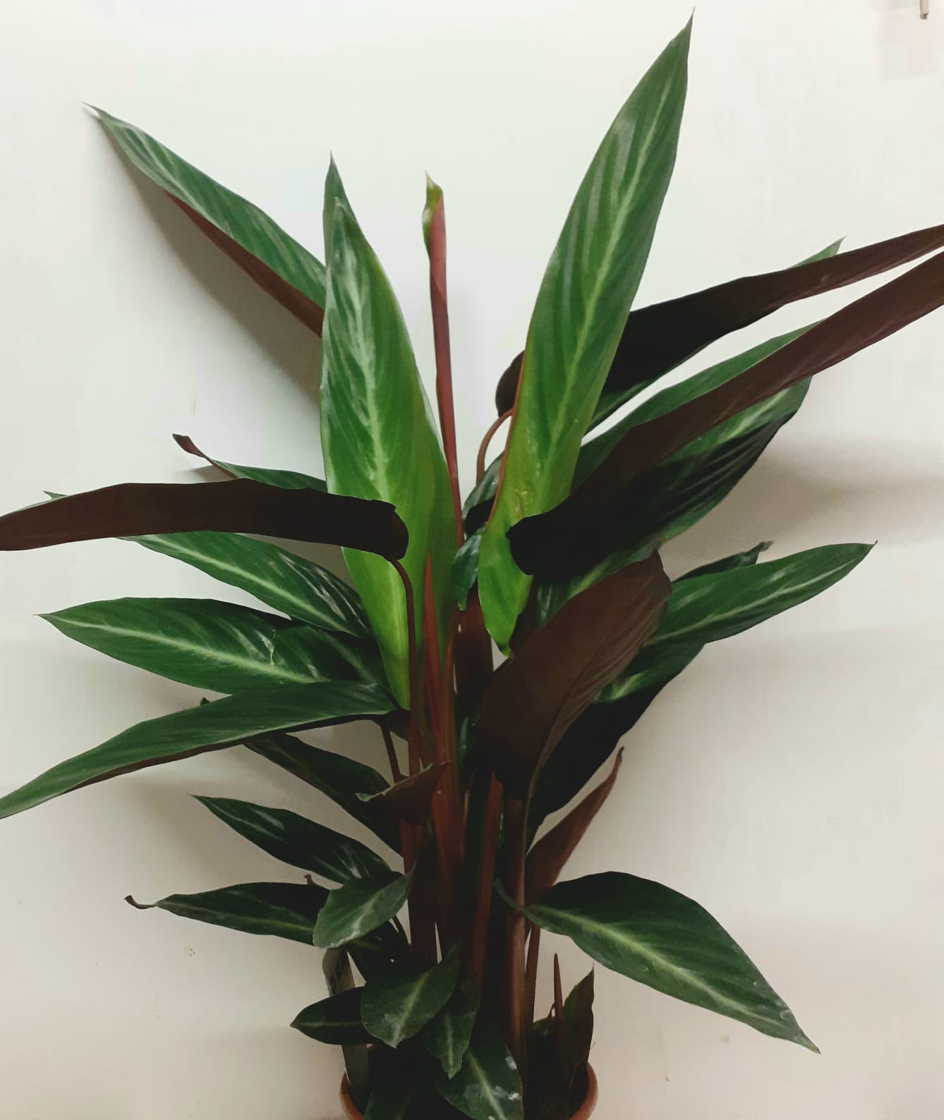 Calathea Stromanthe Stripestar