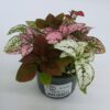 Hypoestes Confetti