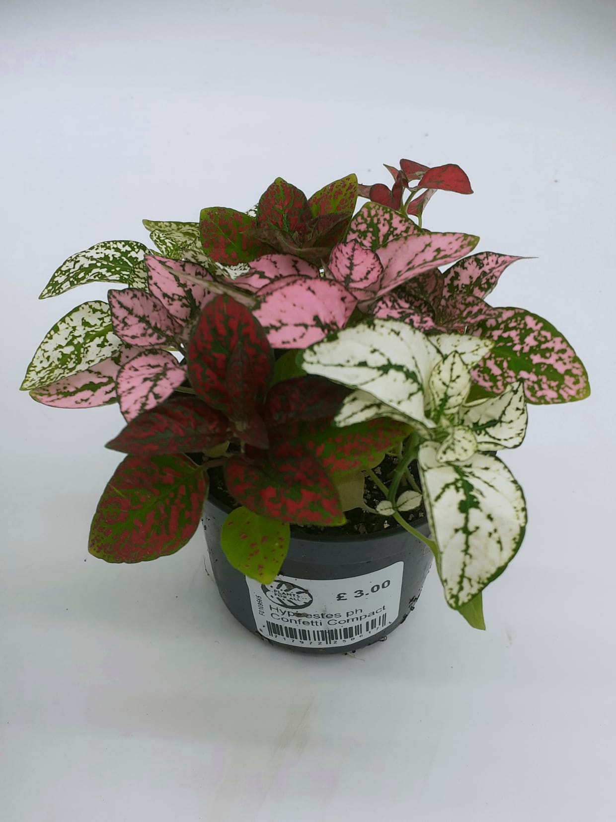Hypoestes Confetti