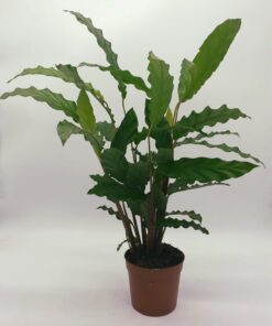 Calathea ''rufibarba' 50cm