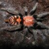 Davus pentaloris