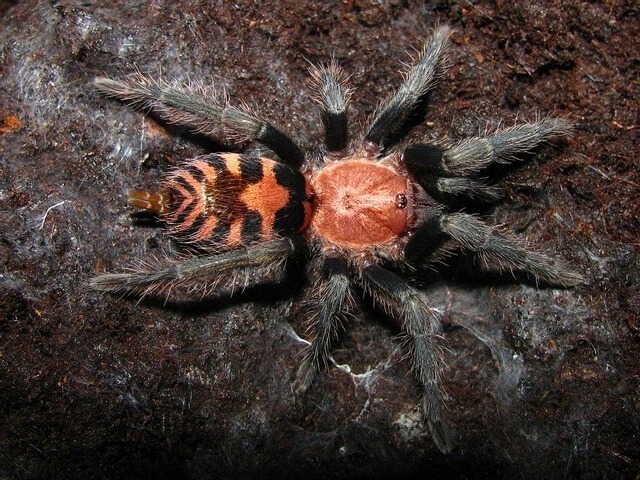 Davus pentaloris