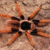 Megaphobema robustum