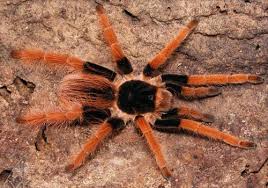 Megaphobema robustum