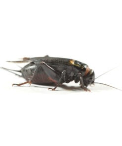Black Crickets