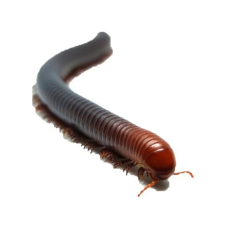 Spirostreptus servatius - Firehead Millipede