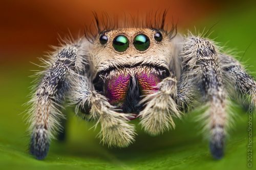 Phidippus regius