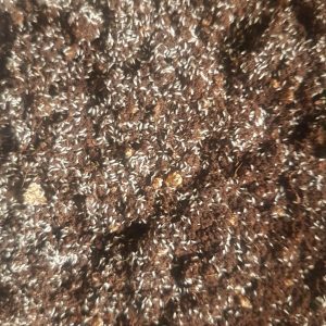 Tortoise Forest Kit - Image 3